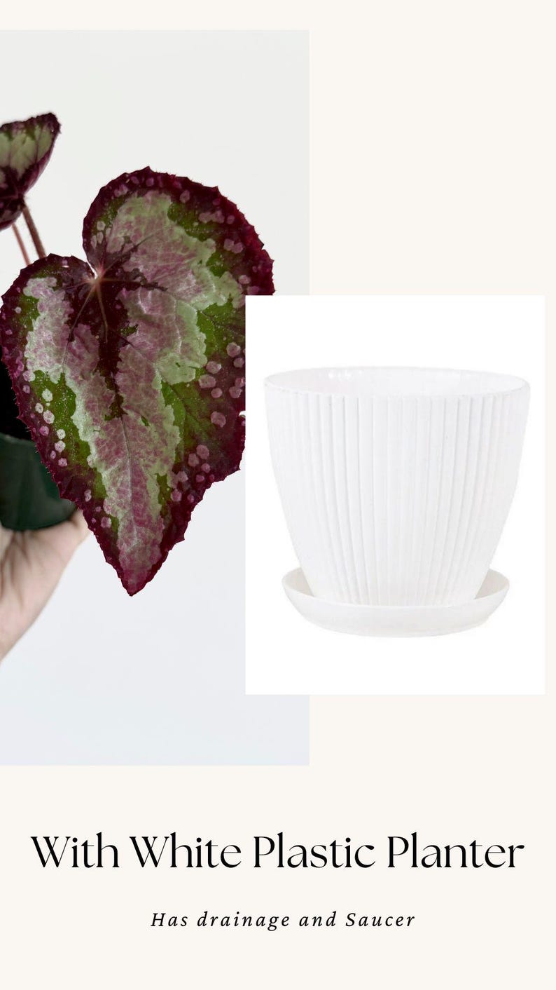 Puede incluir: Una maceta de pl&aacute;stico blanca con detalles acanalados verticales y un plato a juego. El texto "With White Plastic Planter" y "Has drainage and Saucer" est&aacute; impreso debajo de la imagen de la maceta, que se muestra junto a una planta.