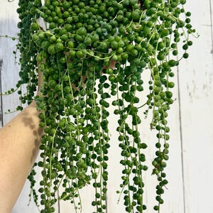 String of Pearls Plant, Succulent, 6" Hanging Basket - Live Plant