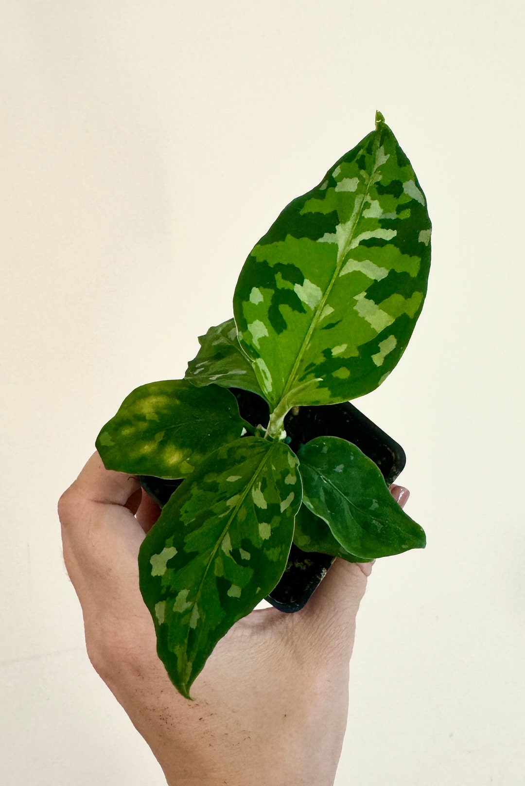 Aglaonema Pictum Tricolor Live Plant 2.5 Pot - Etsy