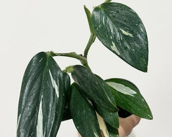 Monstera Standleyana Albo Variegated Plant in 4" Pot  - Live Plant - optional decorative pot