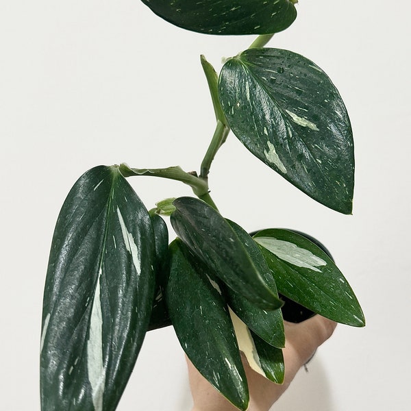 Monstera Standleyana Albo Variegated Plant in 4" Pot  - Live Plant - optional decorative pot