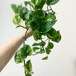 Pothos Lizard Queen Plant - Collectors Pothos - Rare Plant - 4 inch Nursery Pot - Live Plant