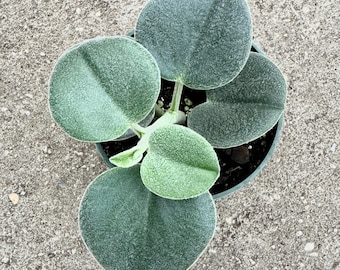 Peperomia sp. Icana Plant - 4 inch Pot - Live Plant - optional decorative pot