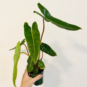 May include: A potted houseplant with large, dark green leaves and reddish-brown stems. The plant is held in a small, dark green pot. The leaves have a glossy texture and a prominent central vein. The background is a plain white wall.