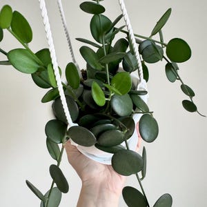 Real Vine Hanging Plants - Etsy