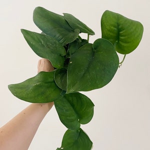 Scindapsus Jade Satin 4 inch Pot - Live Plant - optional decorative pot