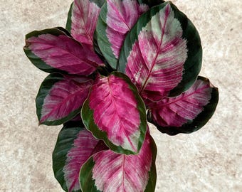 dracaena outdoors 5' Dracaena Plant UV Resistant (Indoor/Outdoor)