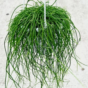 May include: A hanging planter with a green, string-like plant. The plant is cascading down from the planter, creating a lush, green display.