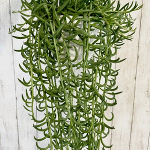 May include: A hanging plant with long, thin, green leaves that curl and twist. The plant is in a white pot and is hanging from a white wall.