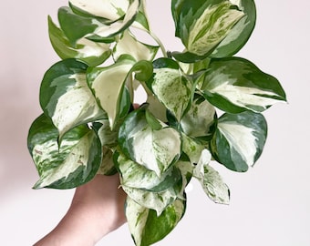 Manjula Pothos Plant - 4 inch Nursery Pot - Live Plant - optional decorative pot