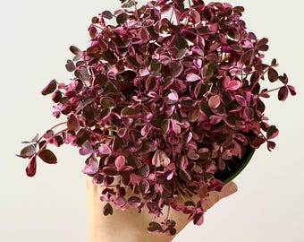 Oxalis Triangularis Bicolor  Plant - 4 inch Pot - Live Plant - optional decorative pot