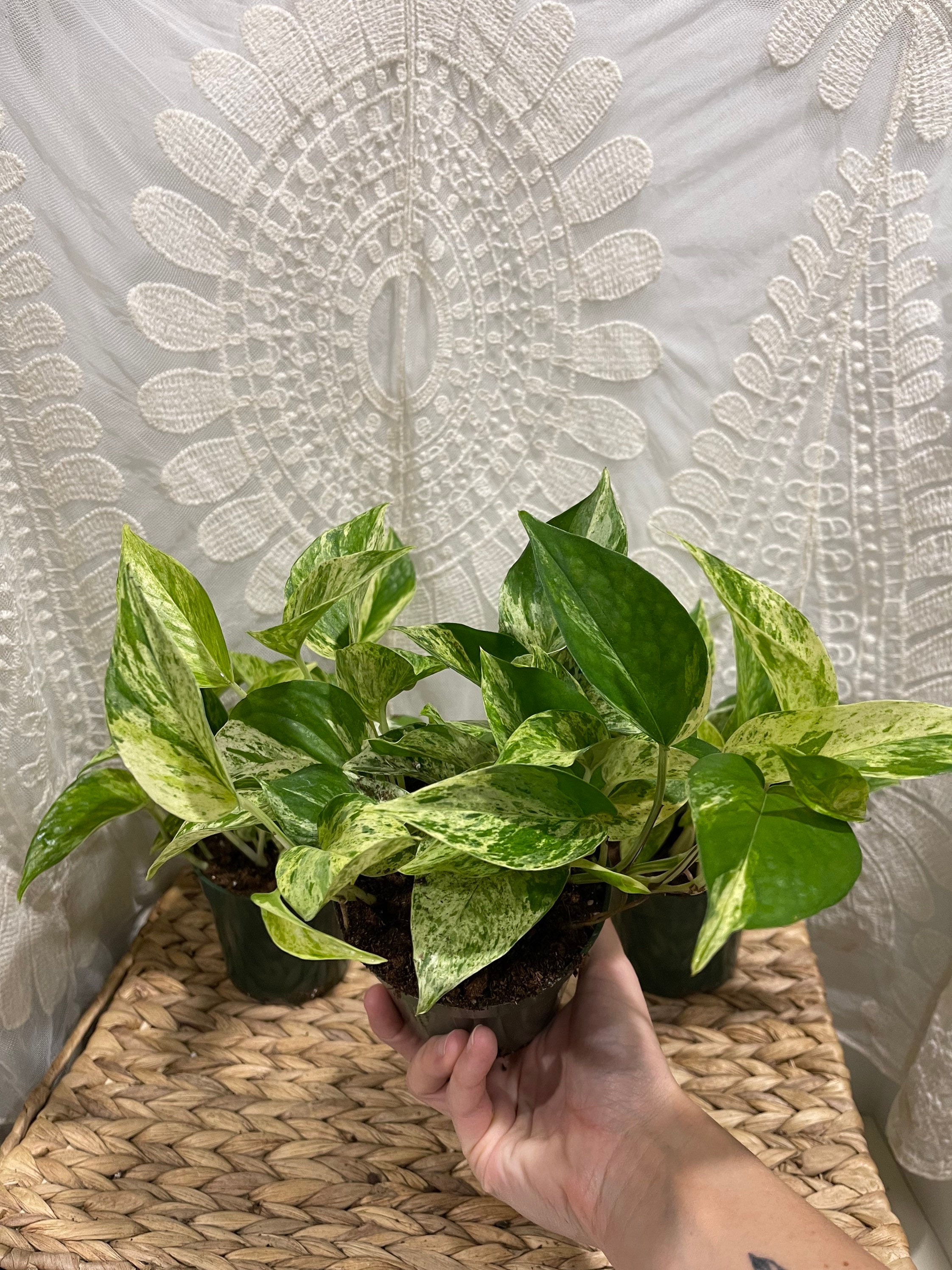 Houseplants Etsy