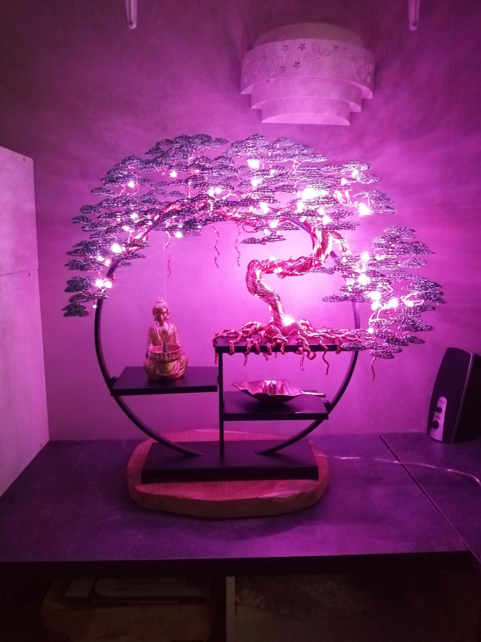 Étagère et son bonsaï ficus