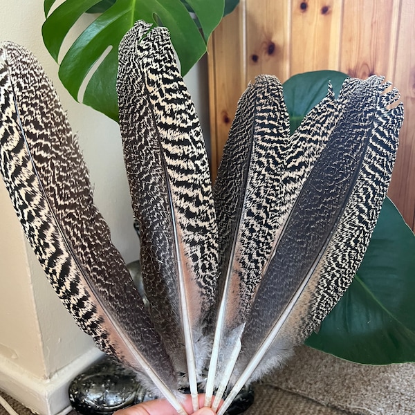 Indian Peahen Feathers, Naturally Sourced, Speckled Feather, Arts and Craft, Ethically Sourced. Peahen Feathers, Peafowls Feathers.