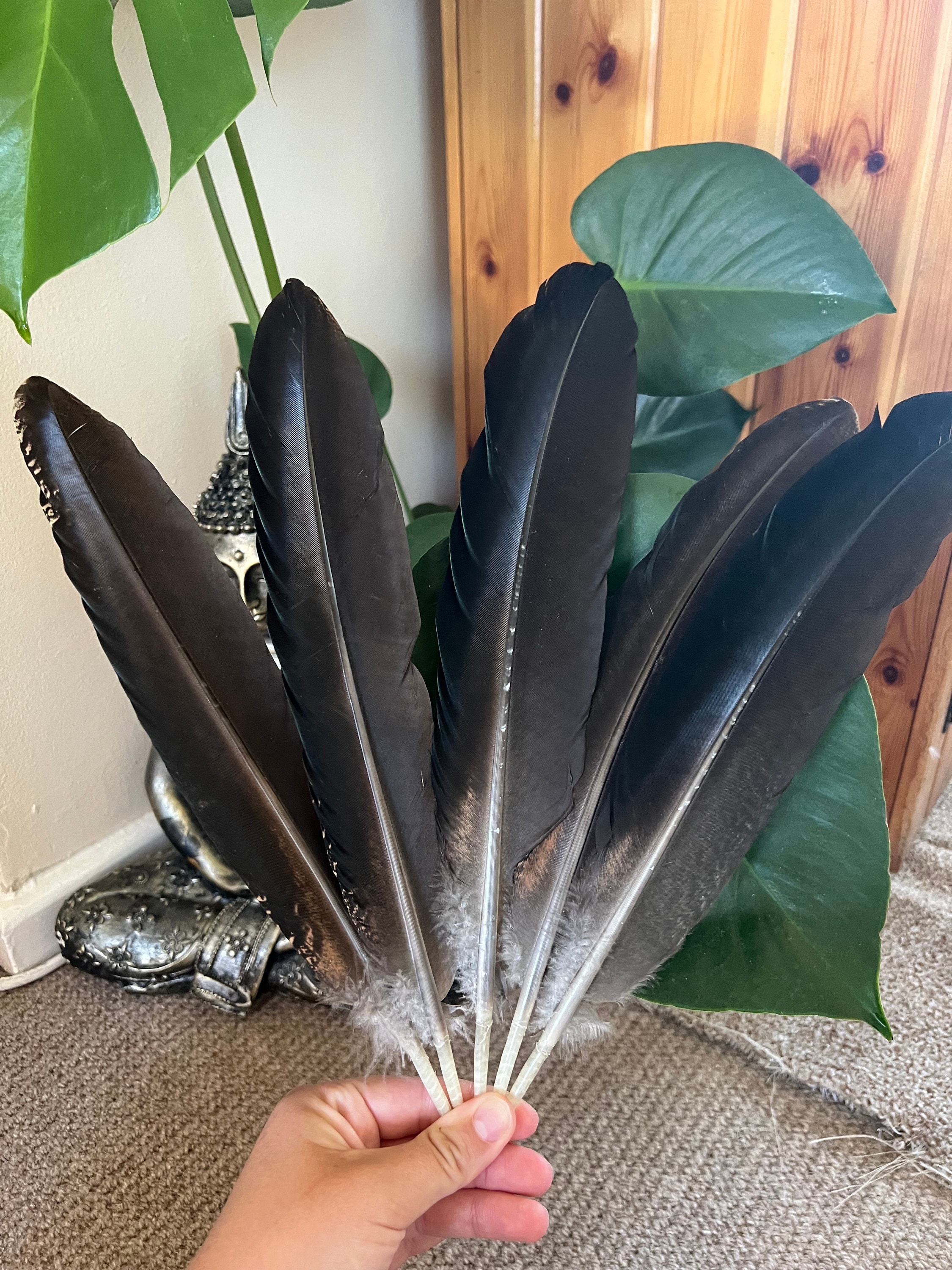 Brown Peahen Feathers, Naturally Sourced, Arts and Craft, Ethically  Sourced. Peahen Feathers, Peafowls Feathers. - Etsy