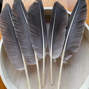 May include: Six grey feathers with white shafts arranged in a circle on a white surface.