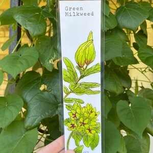 YOU CHOOSE-- Oklahoma Native Wildflower Watercolor Bookmarks, Laminated Prints of Original Wildflower Watercolor/Pollinator Paintings, 2"x8" Green Milkweed