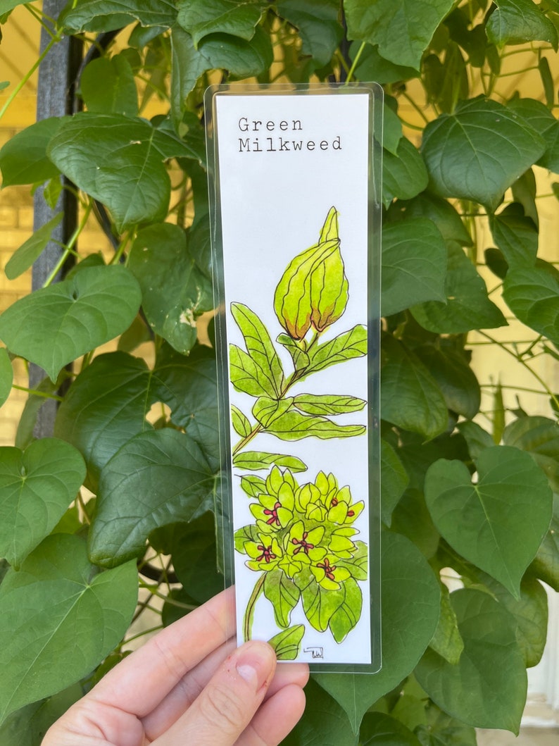 YOU CHOOSE-- Oklahoma Native Wildflower Watercolor Bookmarks, Laminated Prints of Original Wildflower Watercolor/Pollinator Paintings, 2"x8" Green Milkweed