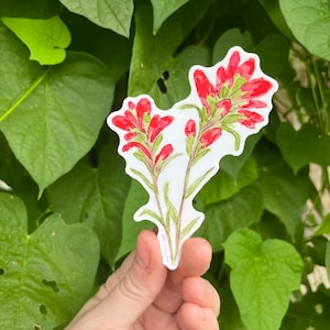 Indian Paintbrush Flower Watercolor 4&quot; Vinyl Sticker, Weatherproof Watercolor Art, Indoor/Outdoor, Oklahoma Wild, Native Oklahoman