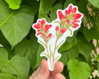 Indian Paintbrush Flower Watercolor 4" Vinyl Sticker, Weatherproof Watercolor Art, Indoor/Outdoor, Oklahoma Wild, Native Oklahoman