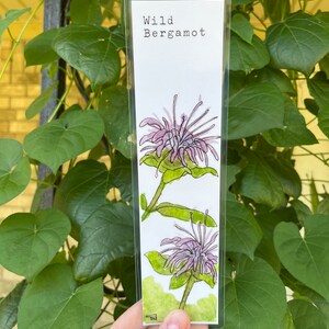 YOU CHOOSE-- Oklahoma Native Wildflower Watercolor Bookmarks, Laminated Prints of Original Wildflower Watercolor/Pollinator Paintings, 2"x8" Wild Bergamot