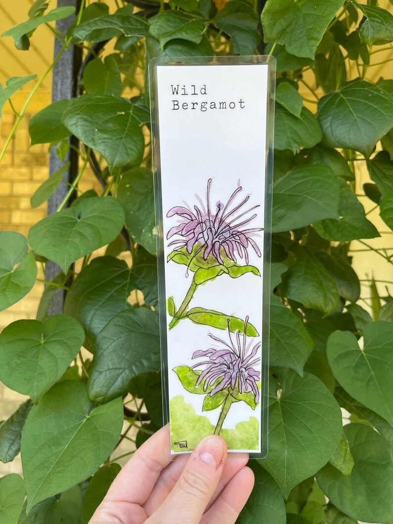 YOU CHOOSE-- Oklahoma Native Wildflower Watercolor Bookmarks, Laminated Prints of Original Wildflower Watercolor/Pollinator Paintings, 2"x8" Wild Bergamot
