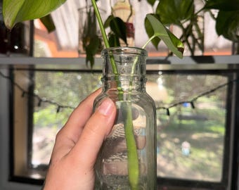 Könnte beinhalten: Eine klare Glasflasche mit quadratischem Boden und engem Hals, die Wasser und einen grünen Pflanzensteckling mit zwei Blättern und sichtbaren Wurzeln enthält. Die Glasflasche hat geprägten Text an der Seite und eine glatte Oberfläche.