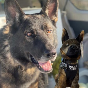 May include: A German Shepherd dog with brown eyes and a plush toy dog wearing a vest that says "SGT. K-9 QUINN". The plush toy has a black vest and a dog tag. The real dog is looking at the camera.