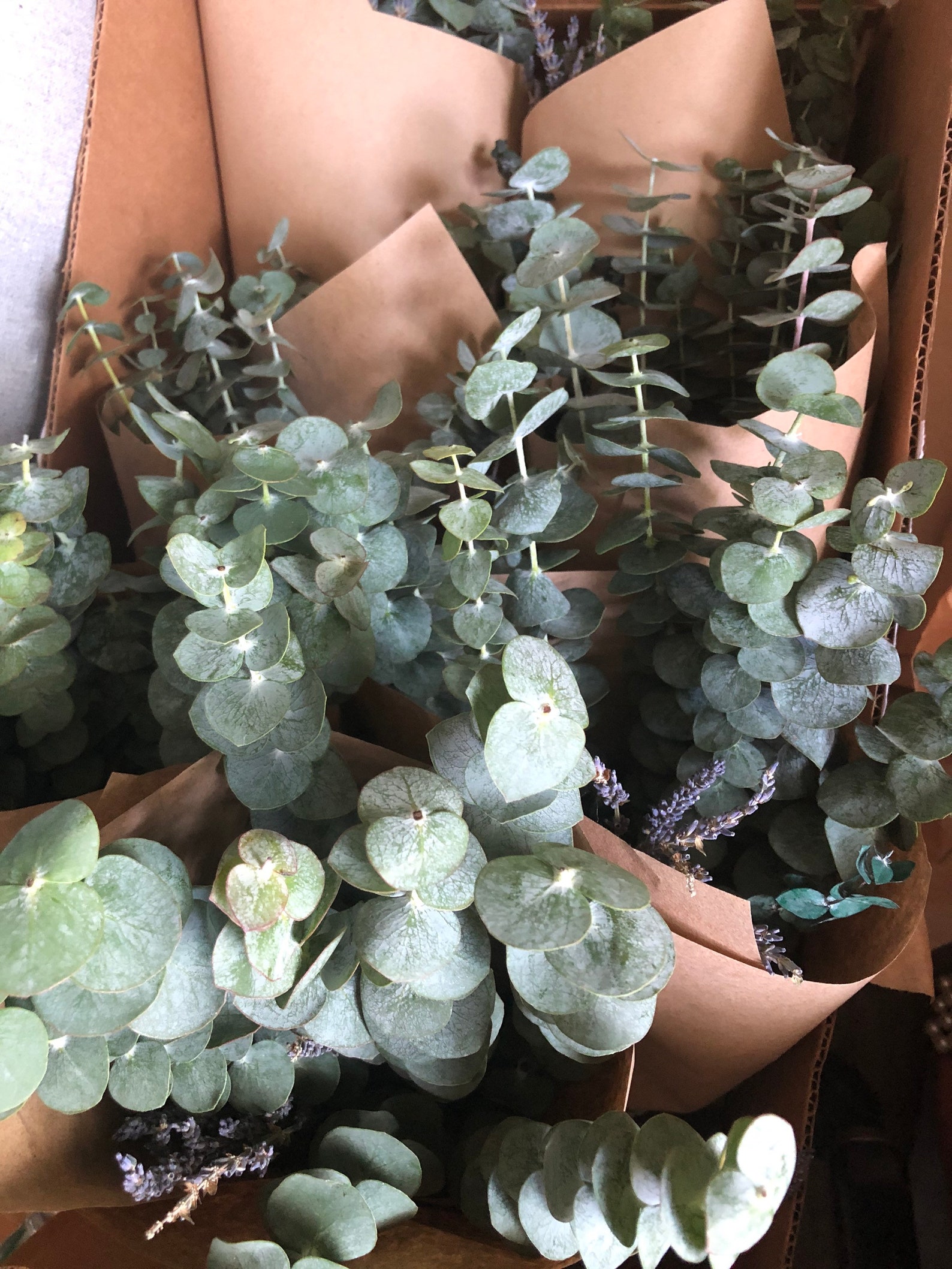 Fresh eucalyptus shower bundles Etsy