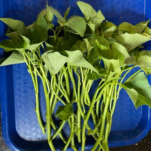 12 Yam Leaves Unrooted Cuttings for Easy Propagation