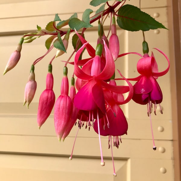 4 Fuchsia Cuttings (Pink) 吊鐘花 -Very RARE,  Hard To Find . Flowers Bloom All Year Long