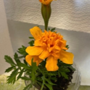 以下が含まれることがあります： 透明なガラスの花瓶に、オレンジ色のマリーゴールドの花が1輪咲いており、緑の葉が添えられています。