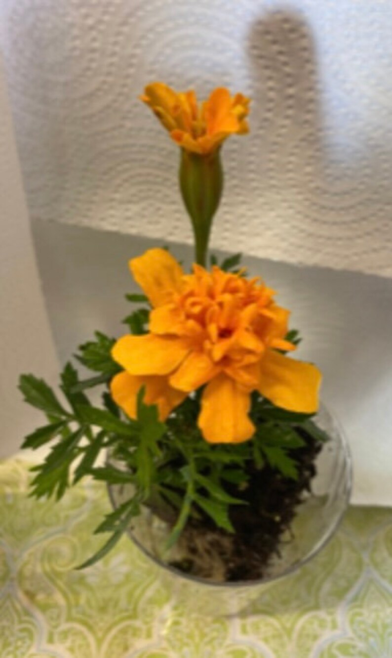 以下が含まれることがあります： 透明なガラスの花瓶に、オレンジ色のマリーゴールドの花が1輪咲いており、緑の葉が添えられています。