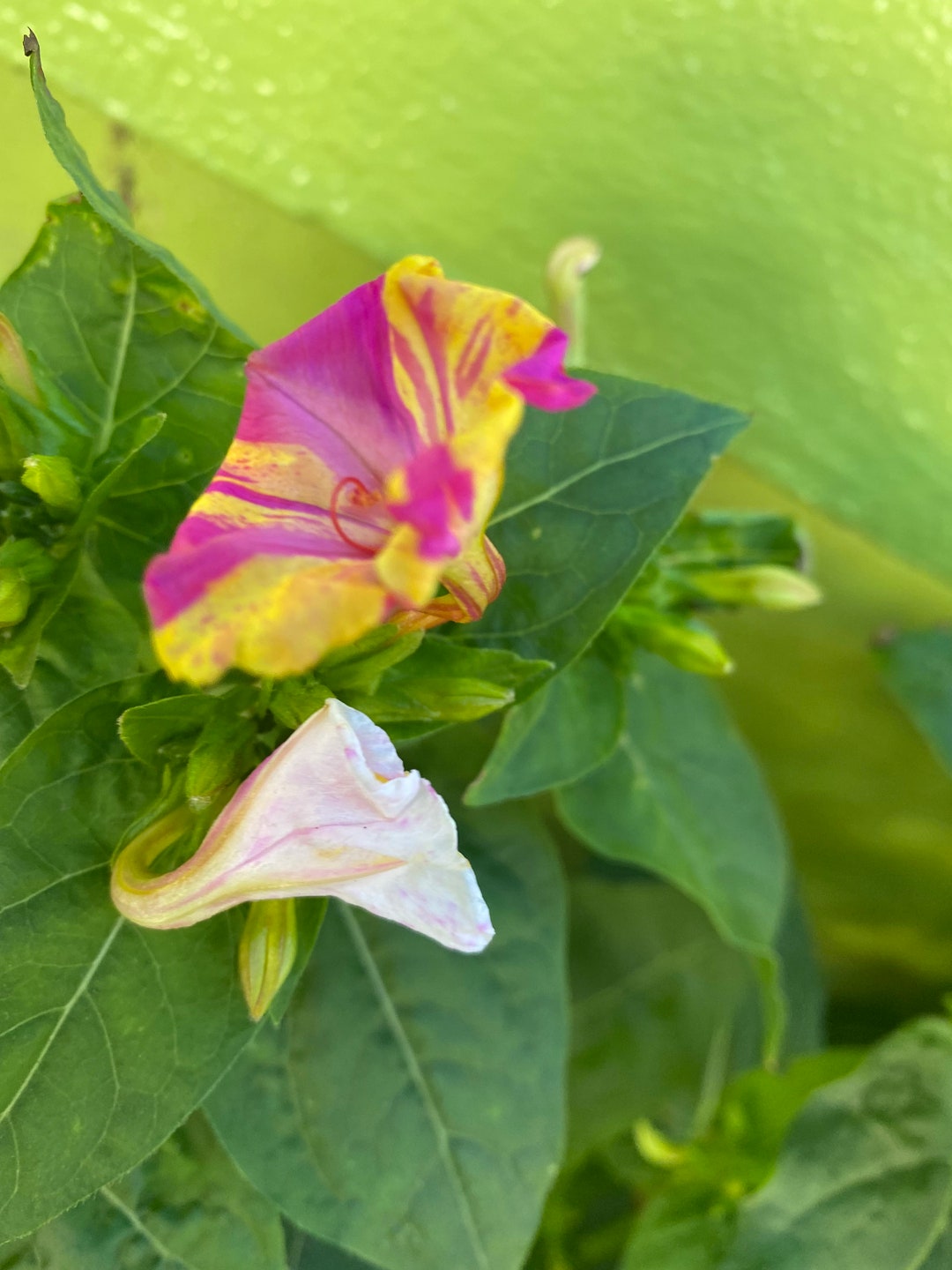 30 Four Oclock Seeds Mix Color Collected 2022 Other Name is Etsy