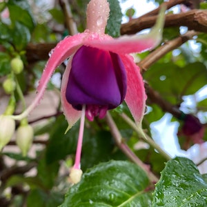 4 Fuchsia CUTTINGS for propagation.  ( PURPLE / PINK )