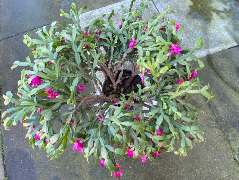 christmas cactus cuttings for sale