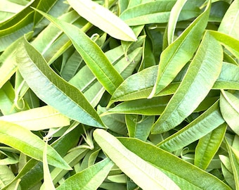 30g Of Fresh Lemon Verbena Leaves