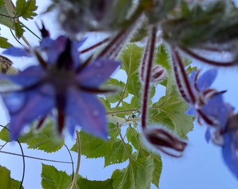 3 Borage Starter Plants in Small Cups