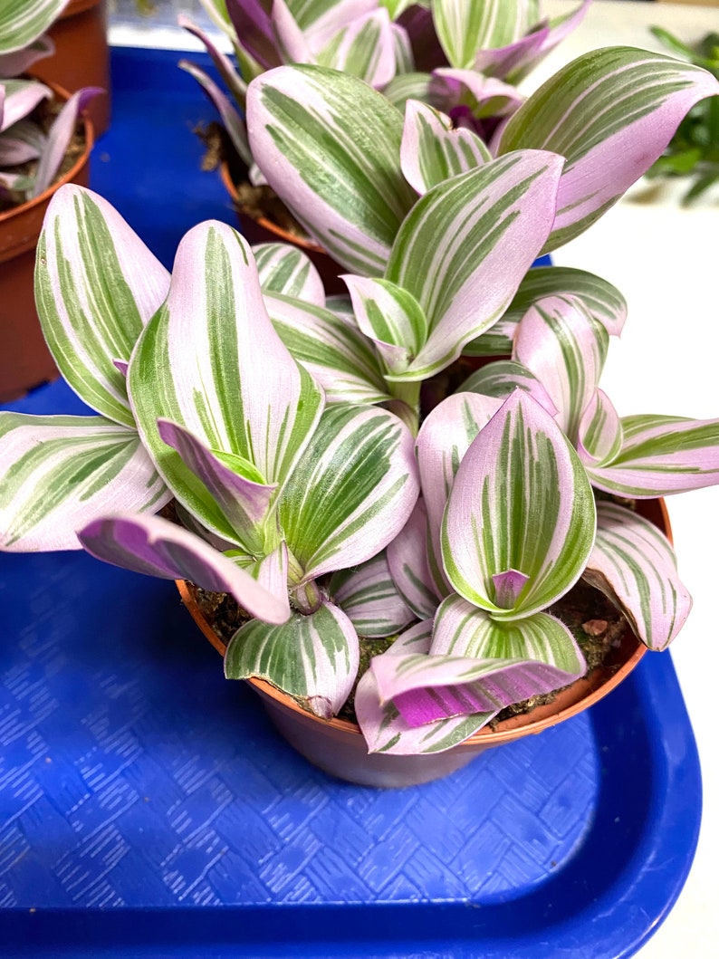 DIYsfGardening Tradescantia Nanouk Plant - Thumbnail 5