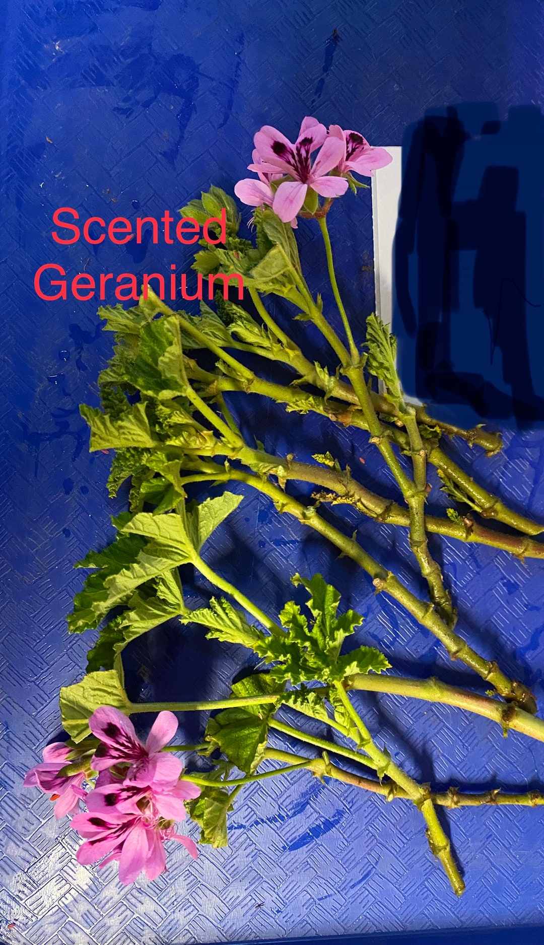 6 Scented Geranium Cuttings for Propagation Etsy