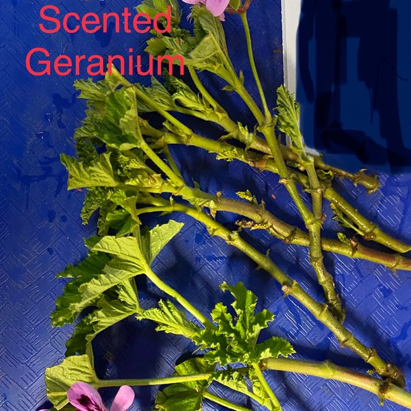 6 Scented Geranium Cuttings for Propagation