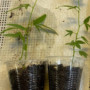May include: Two small green plants in clear plastic cups filled with soil. The plants have multiple green leaves and long stems. The cups are sitting on a white paper towel.