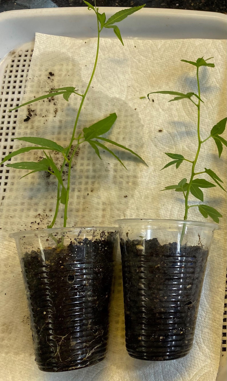 May include: Two small green plants in clear plastic cups filled with soil. The plants have multiple green leaves and long stems. The cups are sitting on a white paper towel.