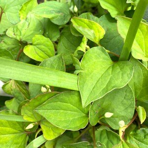 5 Houttuynia Cordata , fish mint, fish leaf 魚腥草 Rooted Starter Plants image 3