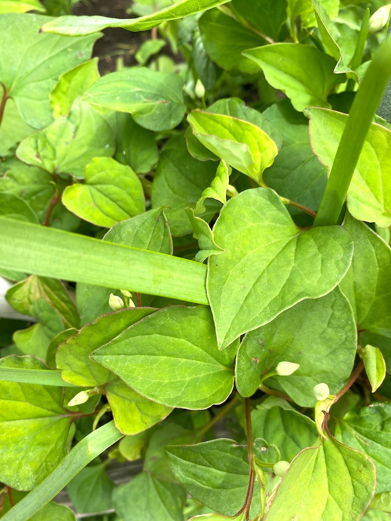 5 Houttuynia Cordata , fish mint, fish leaf 魚腥草 Rooted Starter Plants Bild 3