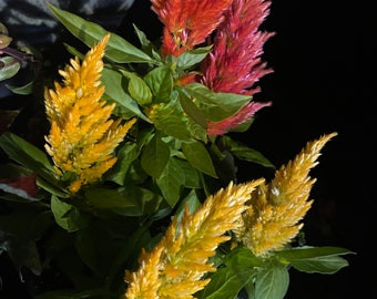 3 Celosia Live Starter Plants