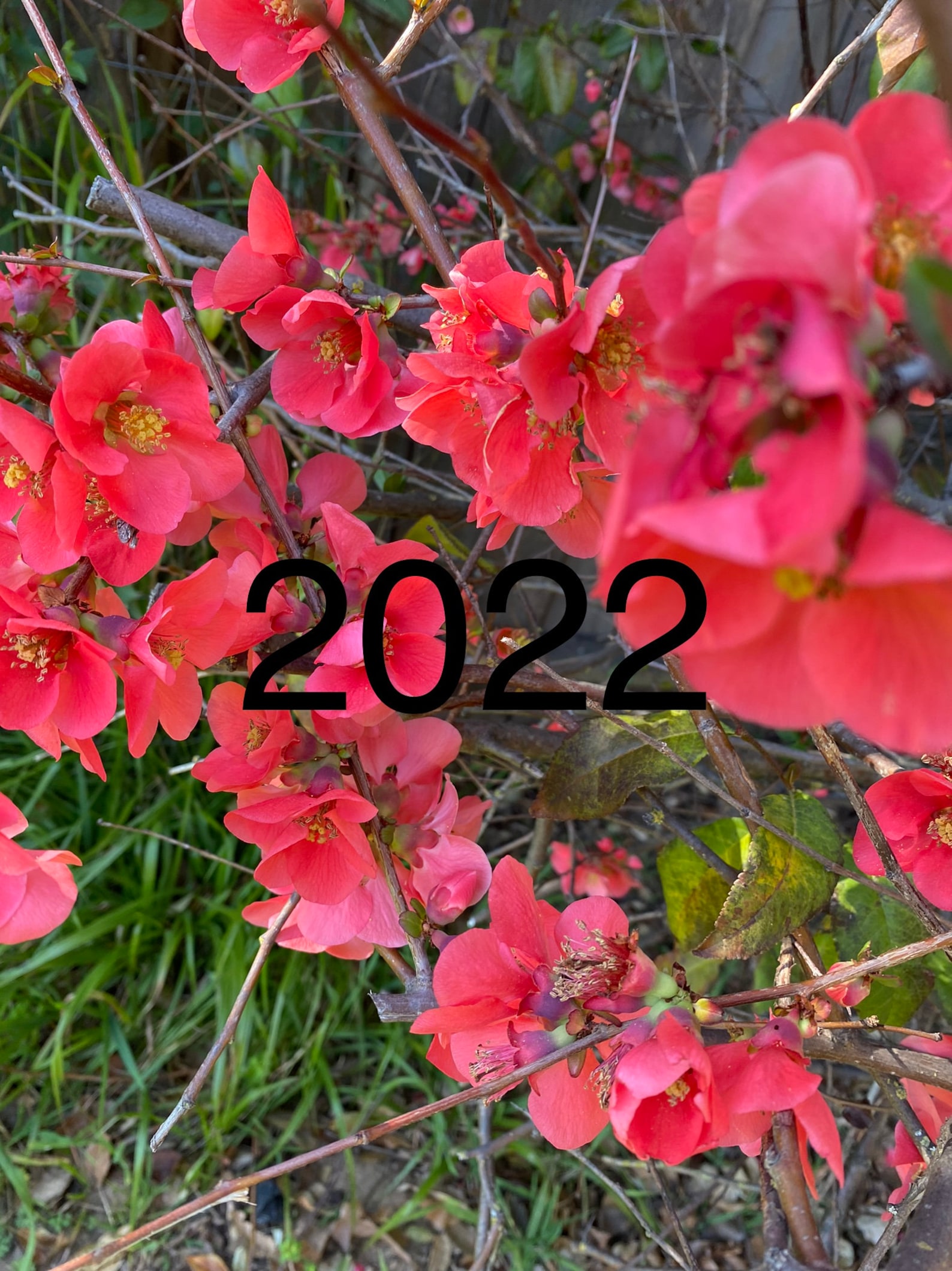 5 Flowering Quince chaenomeles Cuttings for Propagation Etsy