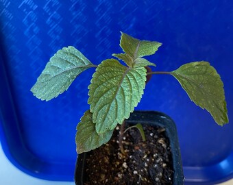 3 Live Purple Perilla, Perilla Frutescens, Shiso,  Zi Sui starter Plant