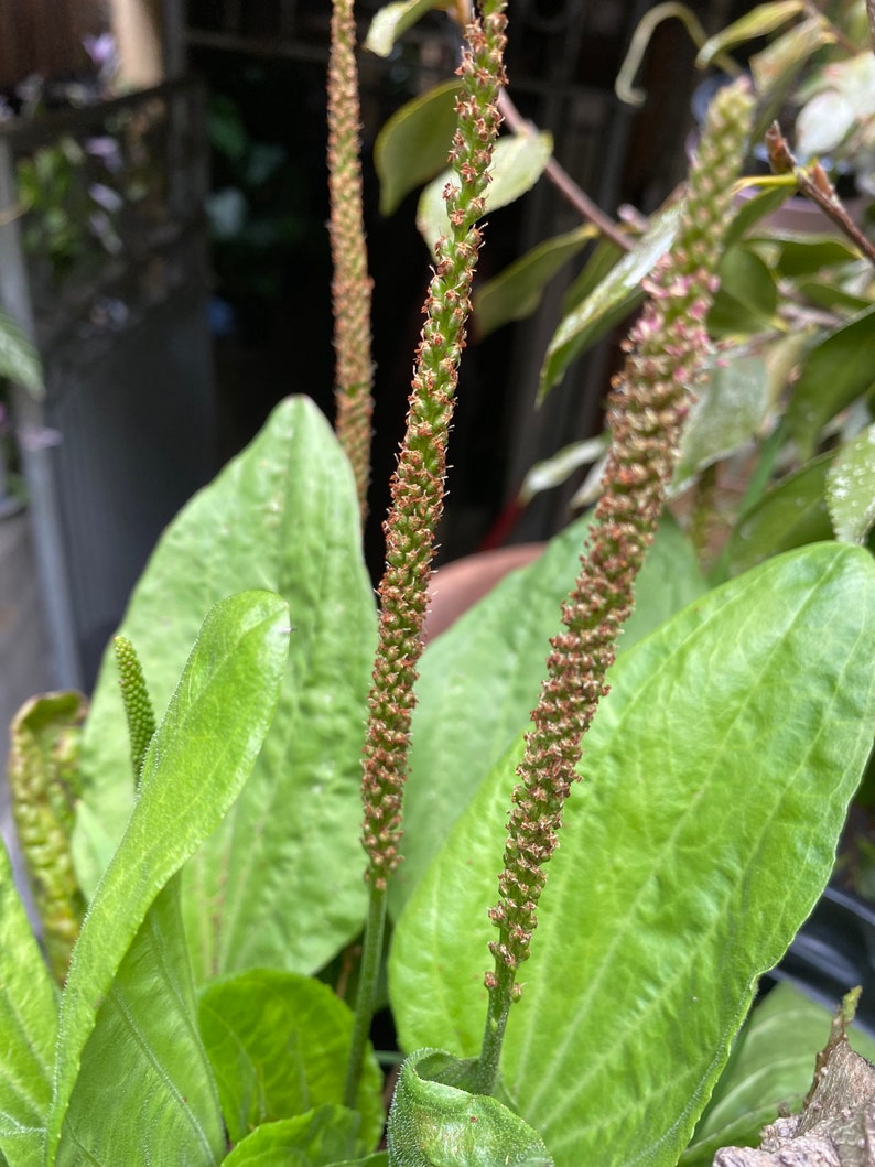 5 Plantago Asiatica Live Plants 車前草田灌草 image 1