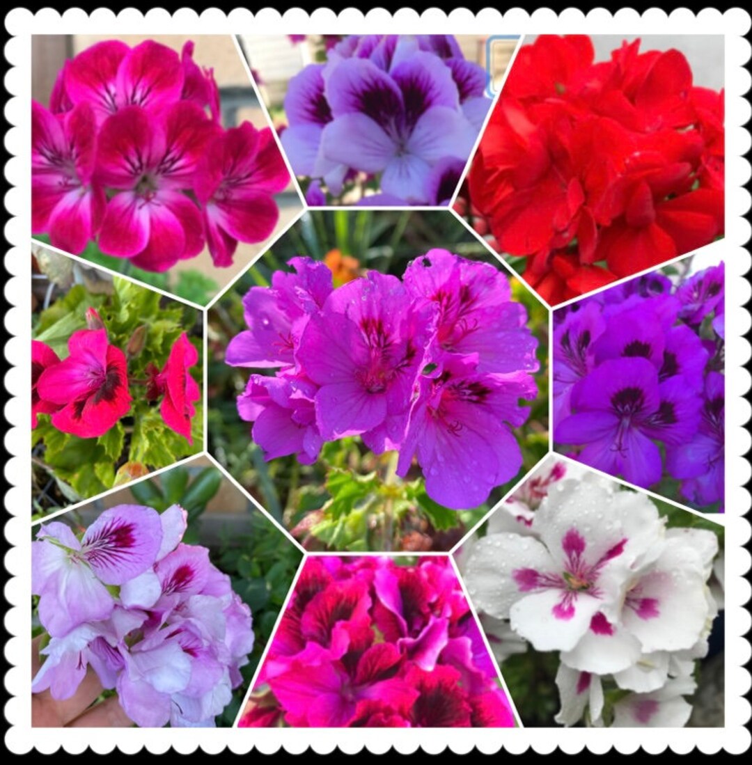 5 Mixed Color Geranium Cuttings for Propagation Etsy